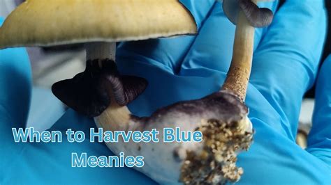 Bruising can occur during <b>harvest</b>, <b>when</b> moving the mushrooms, or even in storage. . When to harvest blue meanies